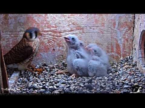 2018 06 25 Kestrel Chick Swallows Entire Family Meal
