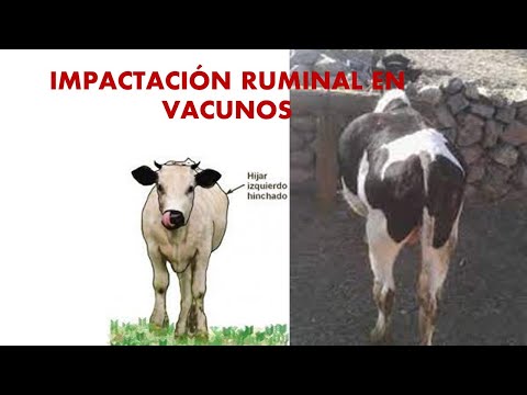 , title : 'Impactación ruminal, atonía en vacunos (síntomas y tratamiento)'