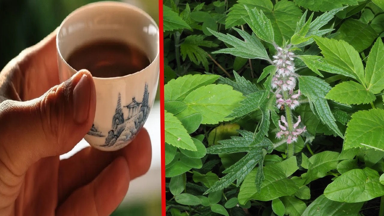 Recupera a Visão, Combate Arritmia, Má Circulação, Insônia… 💖 MARILENE SARAH FIALHO