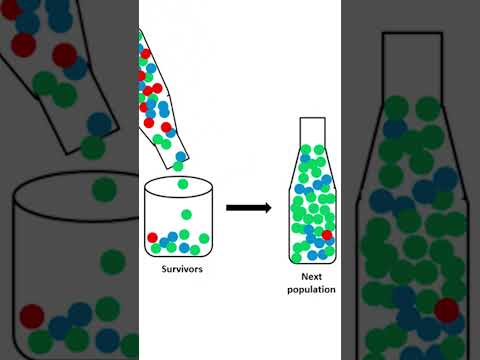 Gendrift: Flaschenhalseffekt einfach erklärt! #biologie #schule #unterricht #lehrer #abitur
