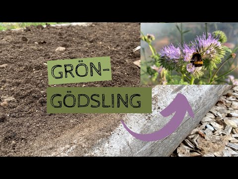 GRÖNGÖDSLING - Jag provar att höstså två bäddar med honungsfacelia istället för att täcka dem