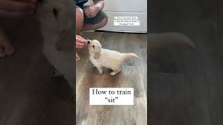 How to Train "sit" to your puppy!