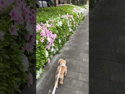 経営学科 前にイタリアングレーハウンドを発見したトイプードル9ヶ月 #toypoodle #トイプードル