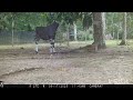 Okapi Conservation Project Tundana