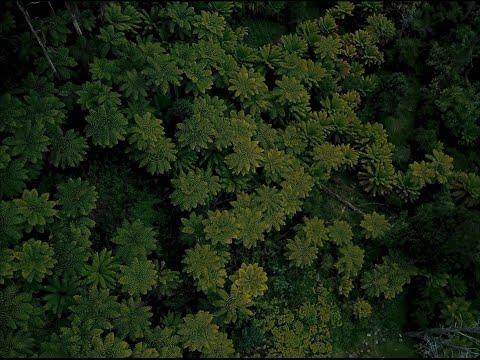 Blessed - Isa ac & SEZ (Official Music Video)