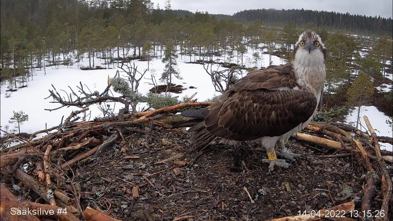 Live webcam view of Osprey Nest Live Cam #4