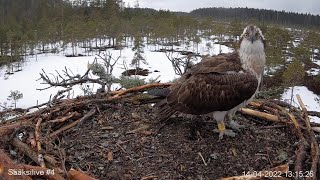 #4 Sääksilive (Osprey Cam in Finland) - Satakunnan sääkset live webcam