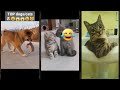 Funniest Cat ‍ Cat Babycats Part 3181