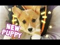 I GOT A PUPPY