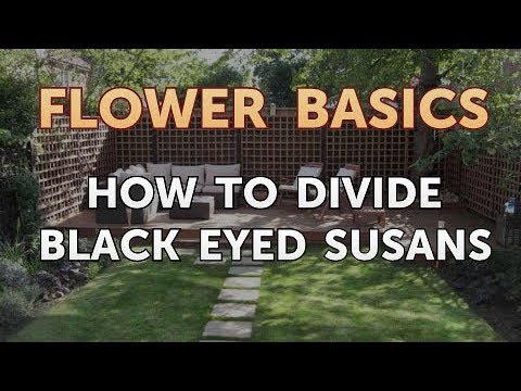 How to Get More Canna Lily Blooms