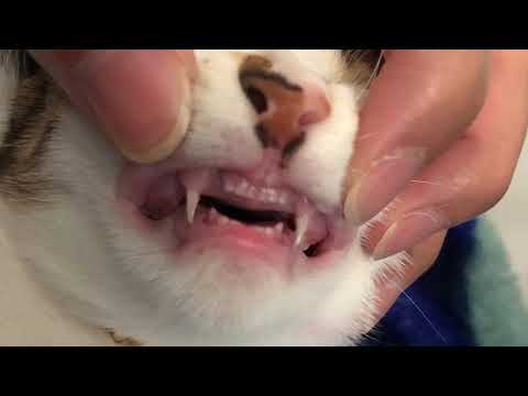 My 4 month old cat - Tooth Fall Out #catloosetooth #cat #cuteandfunnycatvidoes