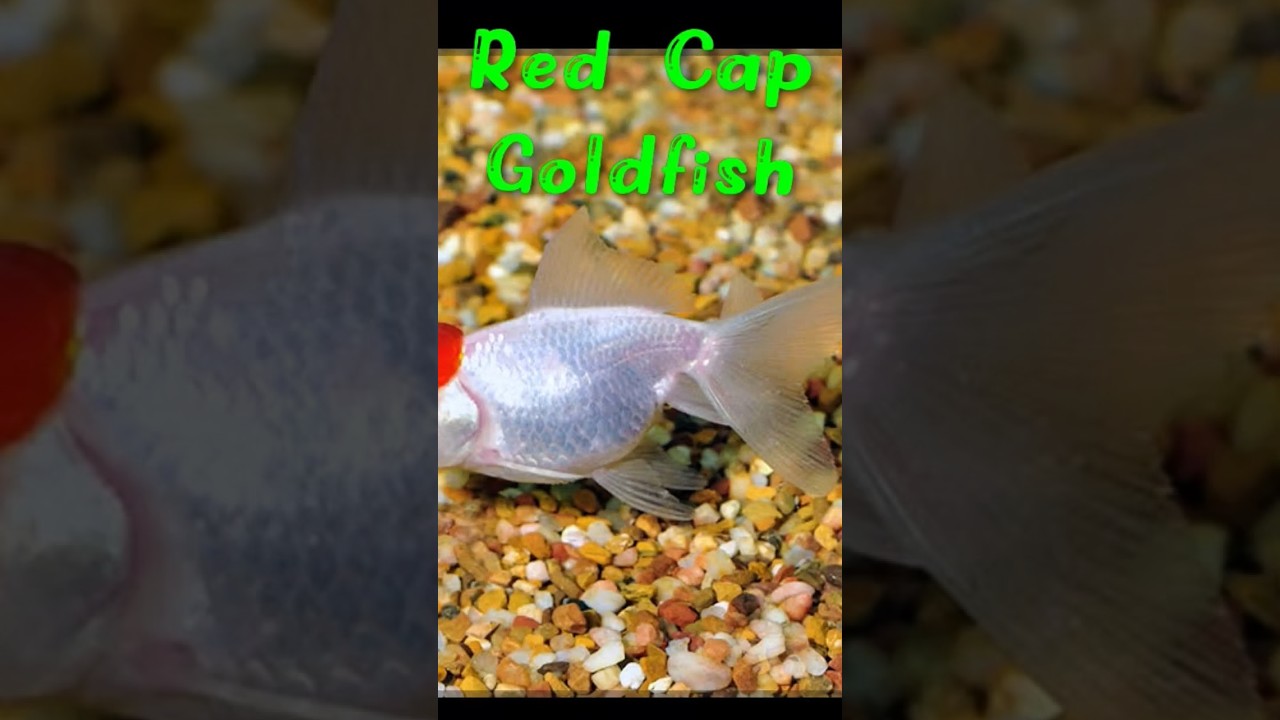 Different Types of Goldfish #fishtank #gourami