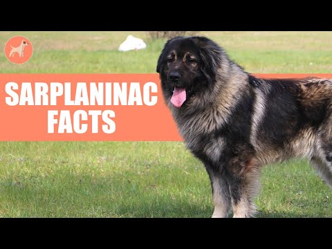 Sarplaninac Dog Breed: 10 Amazing Facts You Must Know