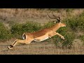 CRAZY HOW Impala Managed To Escape Cheetah S Frantic Attack Wildlife