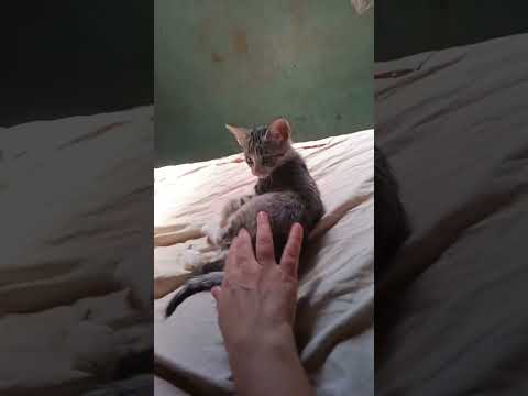 Vídeo de Fumaça