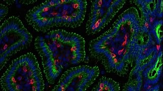 Apparato digerente 14: Sistema neuroendocrino gastroenterico