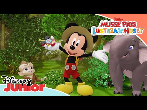 Leta efter djur med Musse Pigg | Disney Junior Sverige