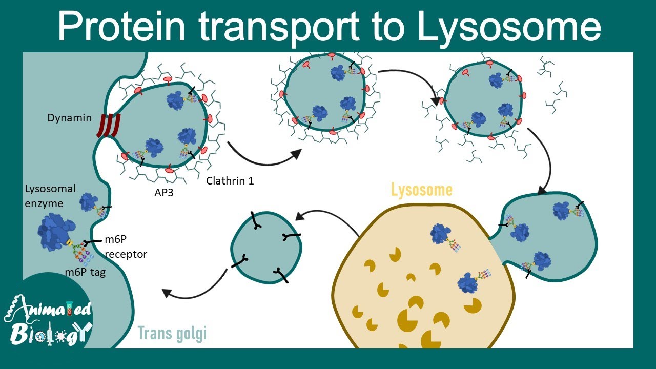 Protein transport to Lysosome | M6P tagged protein transport | Vesicular trafficking