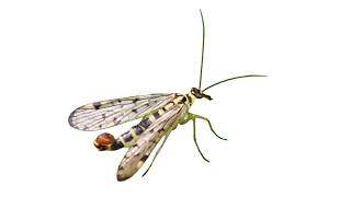 Scorpion Fly