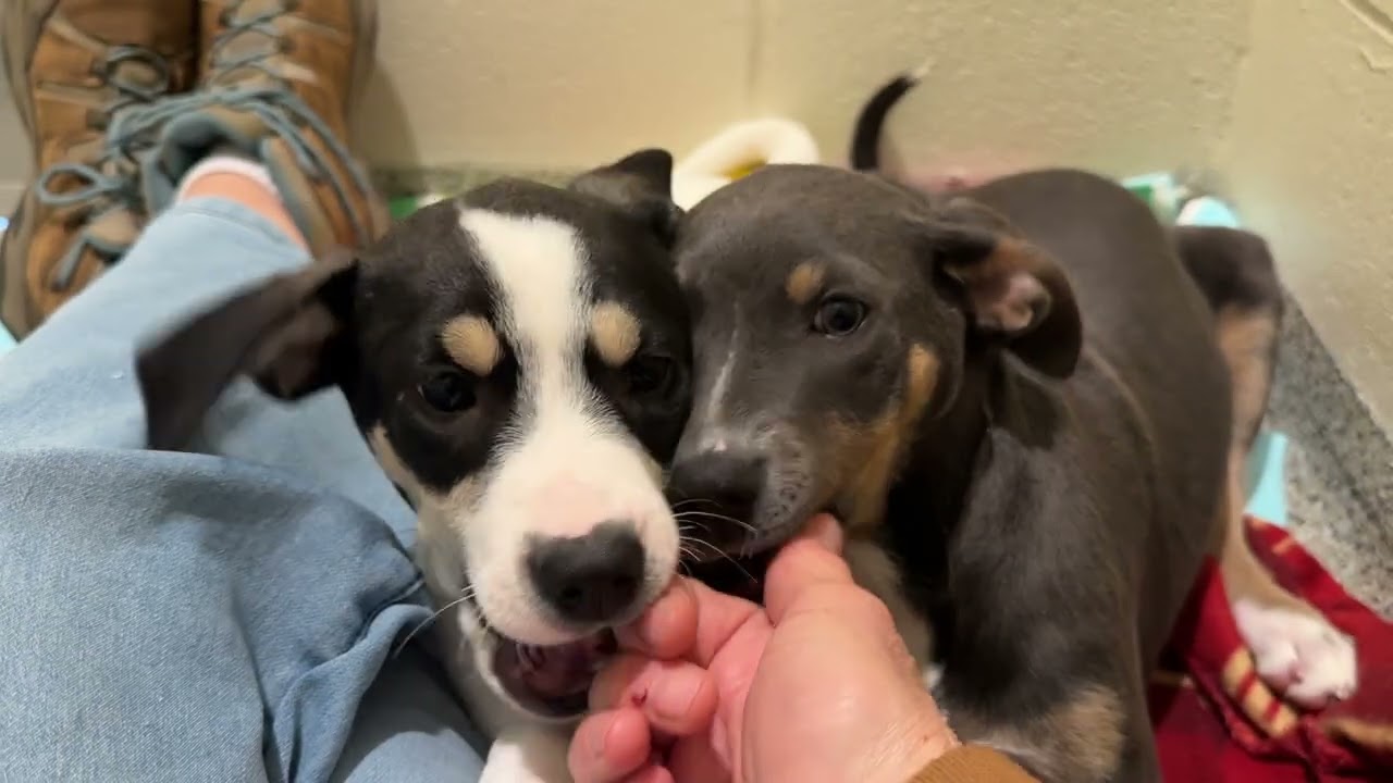 Enlarge Azalea, a Adoptable mixed breed in Austin, TX video 5/5