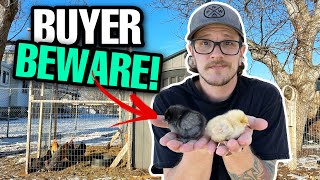 DON'T Buy Chickens! | Why Chickens Might Be A Bad Idea In 2023!