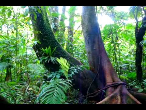 Sonidos e Imágenes de la Selva del Volcán Arenal - Costa Rica