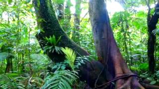 Sonidos e Imágenes de la Selva del Volcán Arenal - Costa Rica