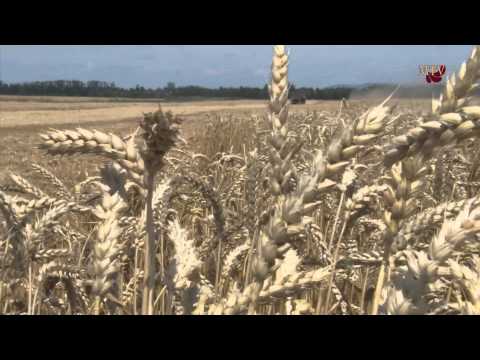 Jó, közepes volt a gabonatermés Mezőkövesd környékén