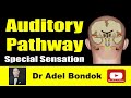 Auditory Pathway Dr Adel Bondok