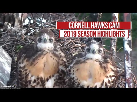 2019 Red-tailed Hawk Cam Highlights