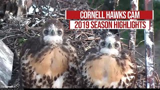 2019 Red-tailed Hawk Cam Highlights