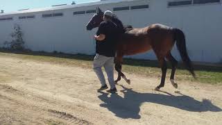 Funky Justice - 4 yr old Thoroughbred mare.