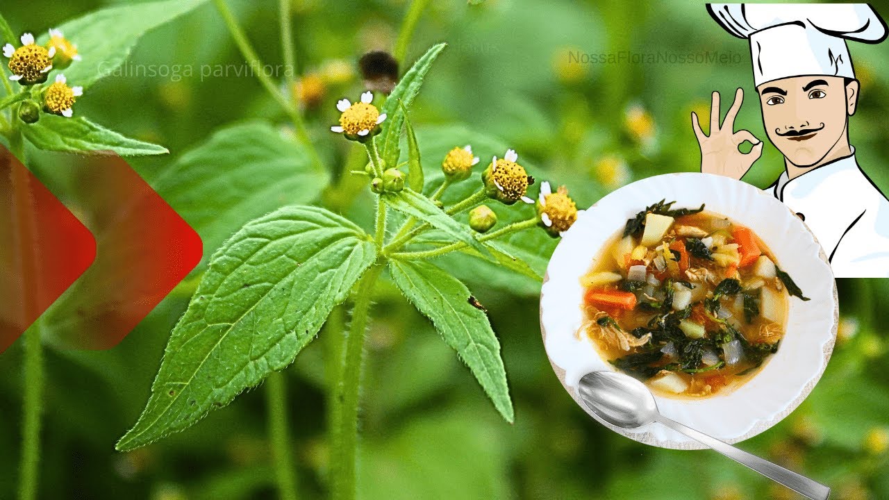 Gallant soldier: you NEED to know about its BENEFITS