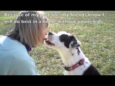 Baby, an adopted American Staffordshire Terrier & Labrador Retriever Mix in Belton, MO_image-1