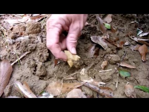 Awesome Louisiana Field Arrowhead Hunt Video