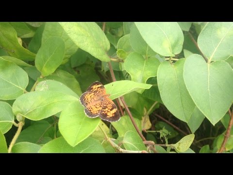 A Butterfly that will Pose