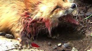 [閒聊] 請不要去藏王狐狸村參觀