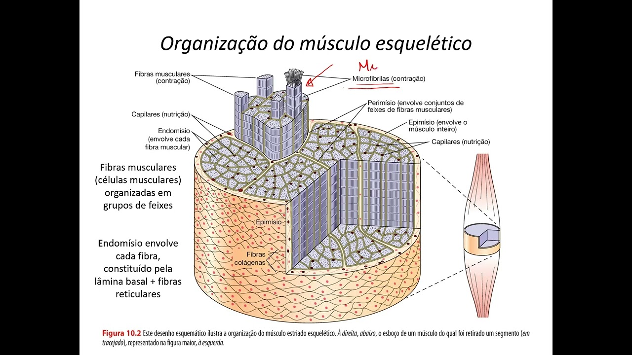 Tecido muscular - parte 1