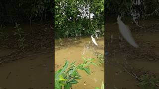 Download lagu Ternyata mancing tepat di sarangnya strike ikan lais mantap 👍 #mancingmania #shorts mp3