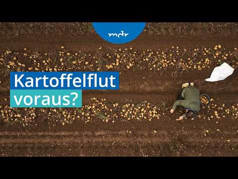 Größte Kartoffelernte seit 25 Jahren erwartet - Was bedeutet das für die Preise? | Umschau | MDR