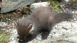 preview picture of video 'Pine Marten Cub.mov'
