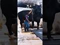 Enormous Black Bull S Evening Activities