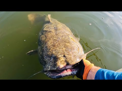 I Hooked A Monster Flathead | Back to Basics Catfishing