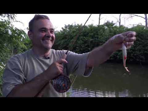 With Pupa   Tinca tinca I