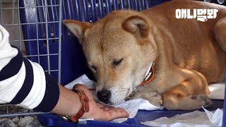 &quot;사람에 대해 나쁜 기억은 없는 것 같아요&quot; 양봉장에 숨어사는 누렁이ㅣThe Secret Of A Dog Hiding In A Bee Farm For A Month