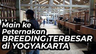 Download lagu 78 Farm Yogyakarta, Peternakan Breeding Kambing Domba Terbesar !! mp3