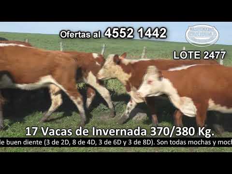 Lote 17 Vacas de Invernada 7 HE,  5 HE c/  RA,  3 AA,  2 HE c/  AA 370kg -  en Pantanoso - a 30 km de Nueva Helvecia