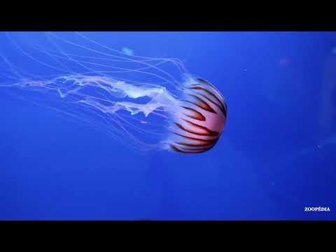 Água Viva - ANIMAIS MARINHOS - (Medusa / Caravela)