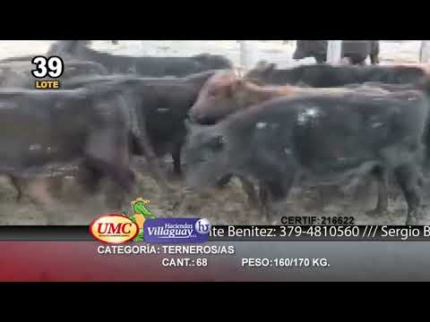 Lote 68 Terneros/as en Villaguay, Entre Ríos