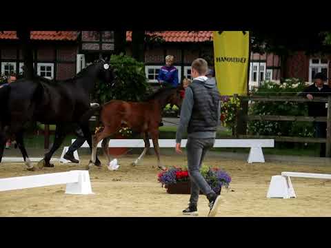 Endring - 18. Stute, geb. 03.04.2022 – V: Sir Heinrich M: Don Crusador – Lanthan